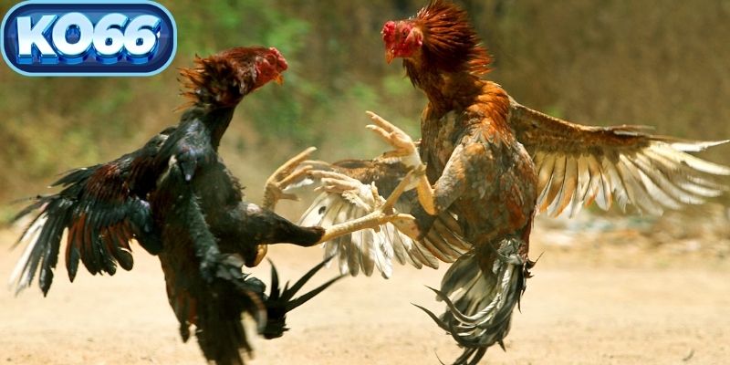 Người chơi theo dõi trực tiếp trận đấu mà không gặp tình trạng giật lag