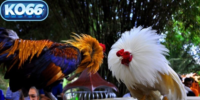 Người chơi có thể cược trực tiếp khi tham gia đá gà KO66