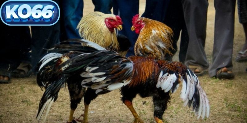 Tận dụng ưu đãi khủng để nâng cao vốn cược